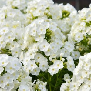 Phlox Perennial White