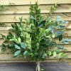 Large Leaf Ligustrum