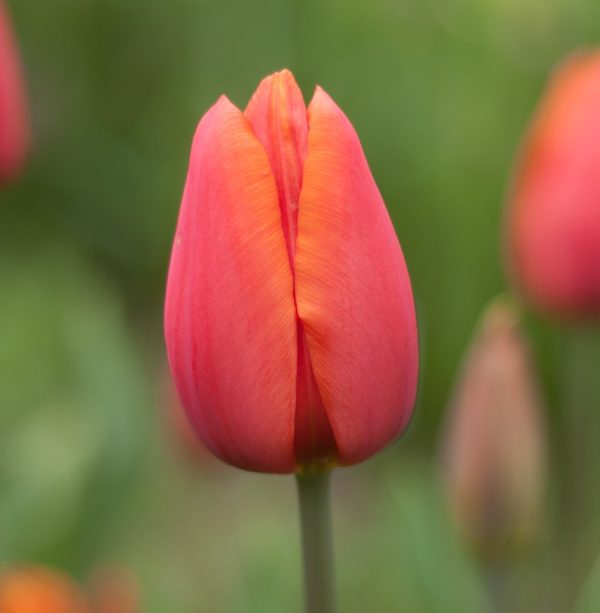 tulip orange cassini