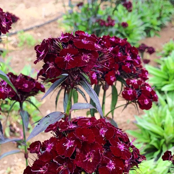 Dianthus Sooty