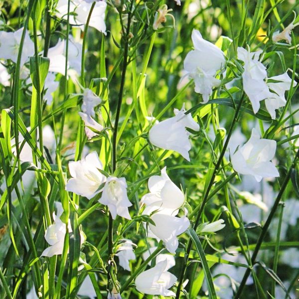 campanula persicifolia white