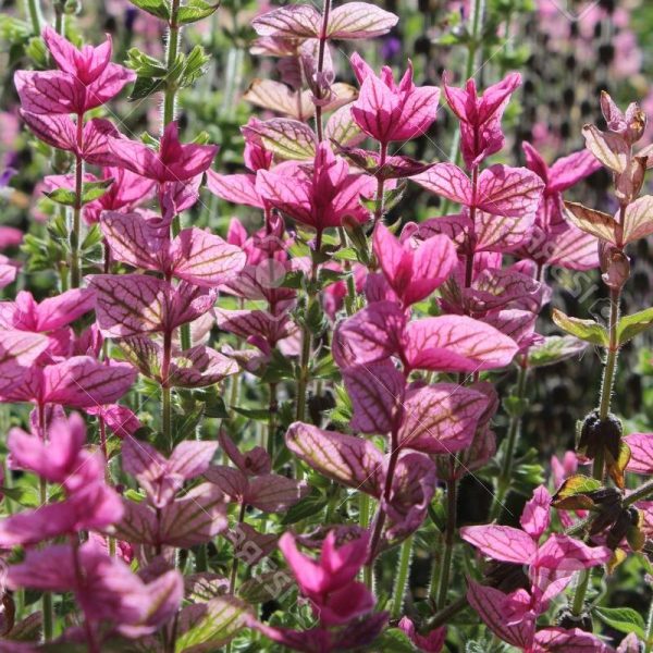Clary Sage Pink