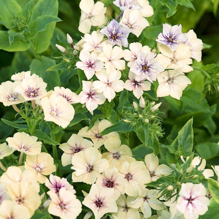 Phlox Creme Brulee x10 – Yorkshire Flower Farm