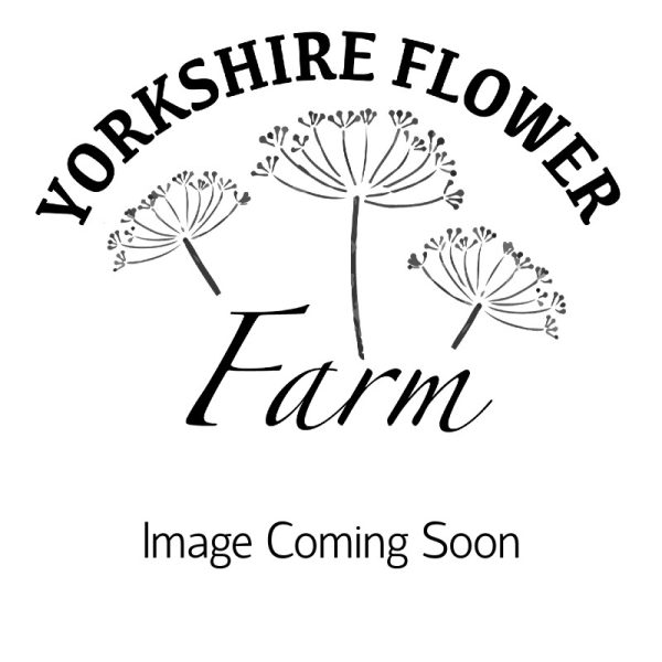 Bucket of Yorkshire Flowers